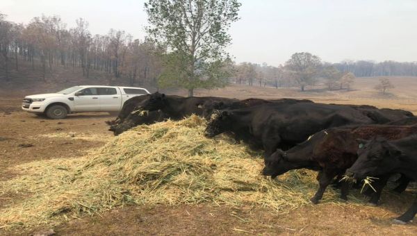 Cattle eating from a pile of emergency fodder